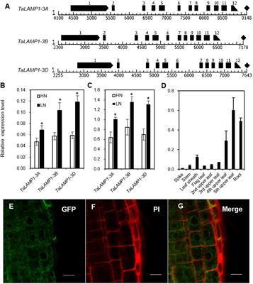 TaLAMP1 Plays Key Roles in Plant Architecture and Yield Response to Nitrogen Fertilizer in Wheat